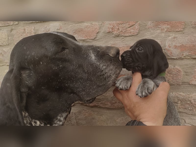 Braque d'Auvergne Rüden, Quintus