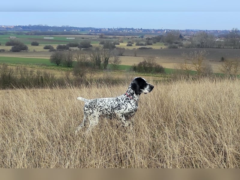 Braque d'Auvergne Rüden, Quintus