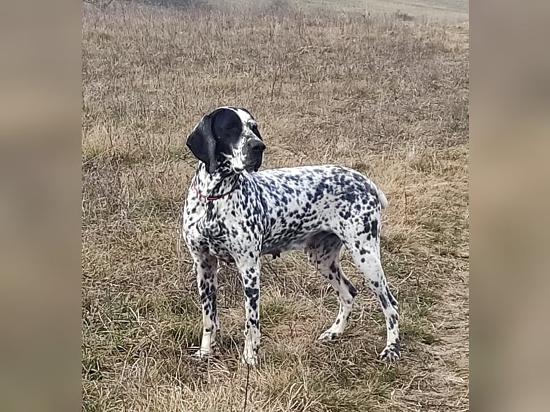 Braque d'Auvergne Rüden, Quintus