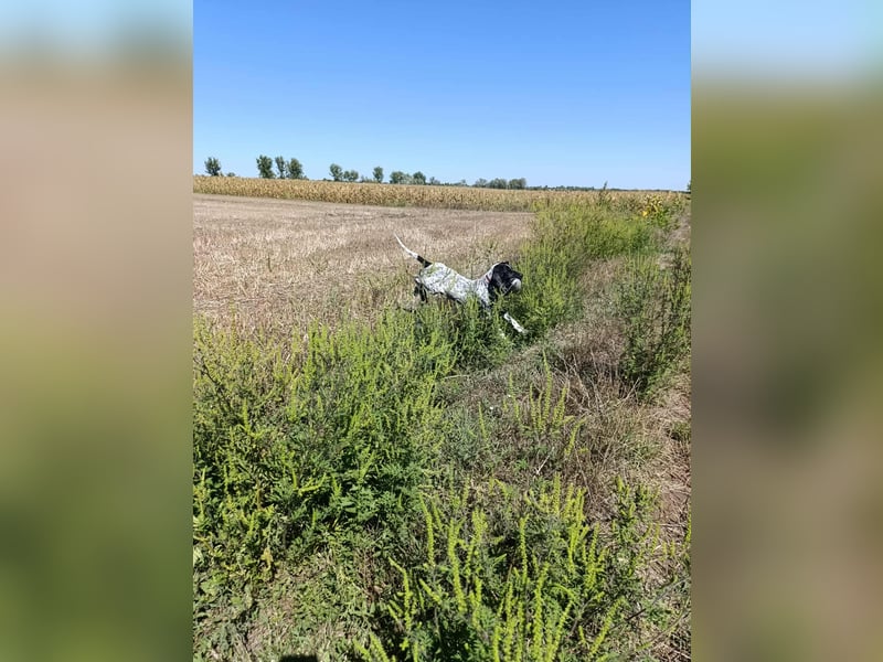 Braque d'Auvergne Rüden, Quintus