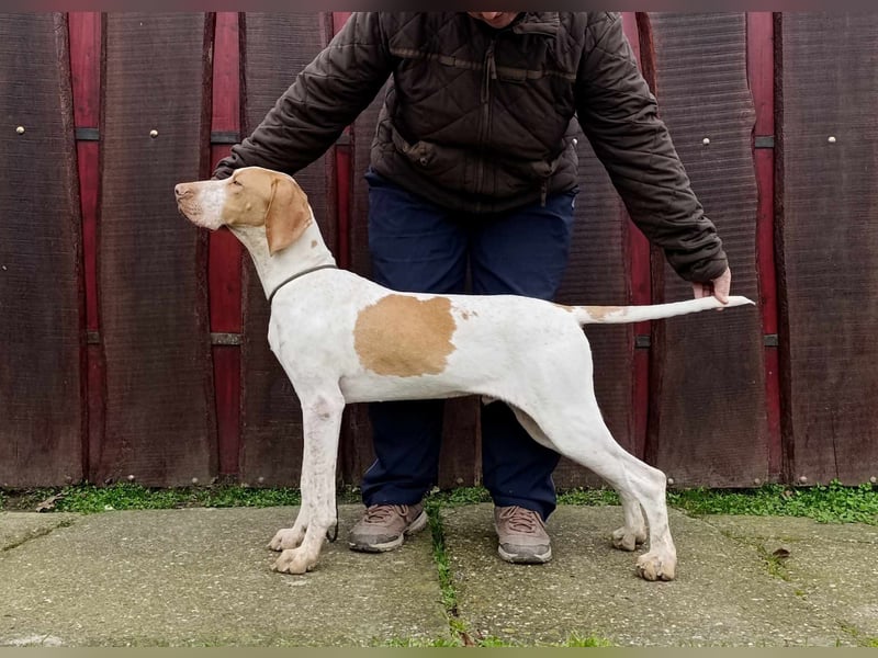 Braque d'Auvergne (Auvergne Vorstehhund) Welpe
