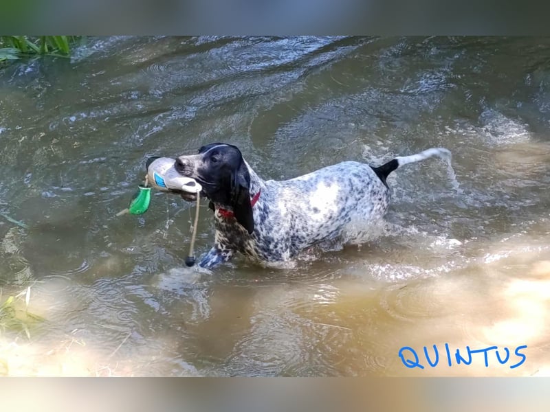 Braque d'Auvergne Rüden, Quintus