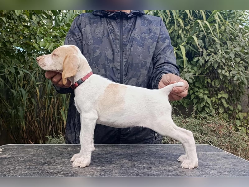 Braque d'Auvergne (Auvergne Vorstehhund) Welpe