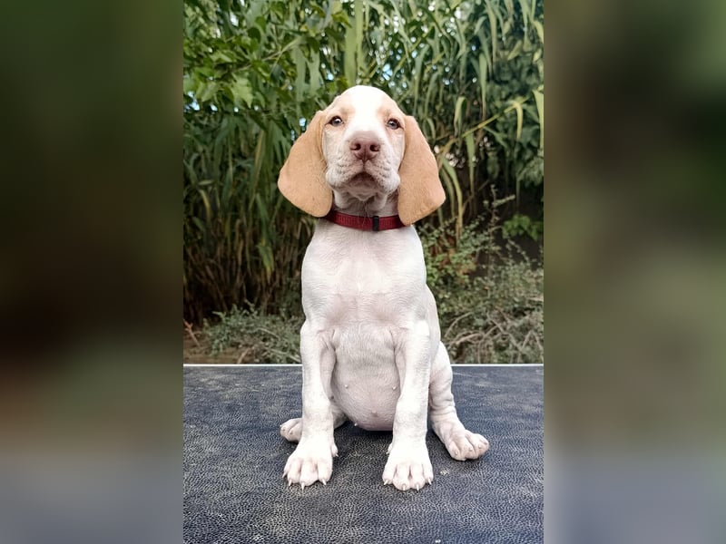 Braque d'Auvergne (Auvergne Vorstehhund) Welpe