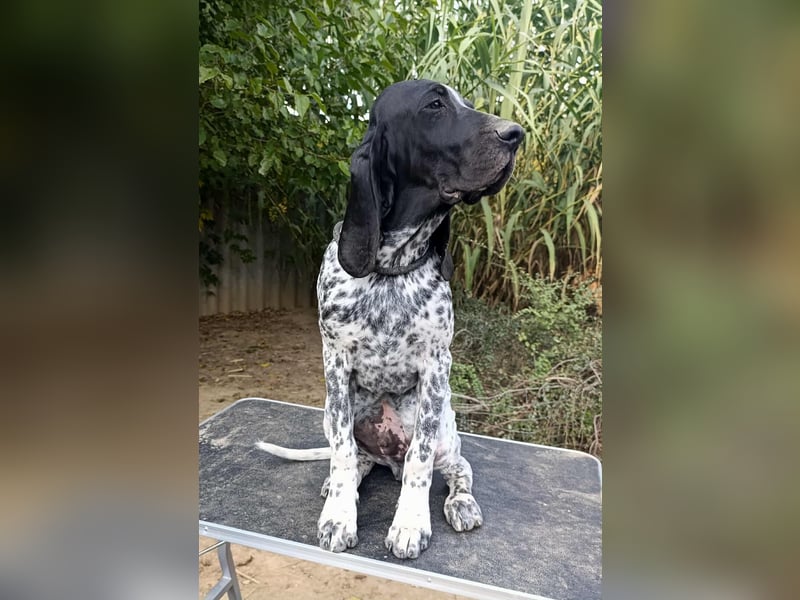 Braque d'Auvergne Rüden, Quintus