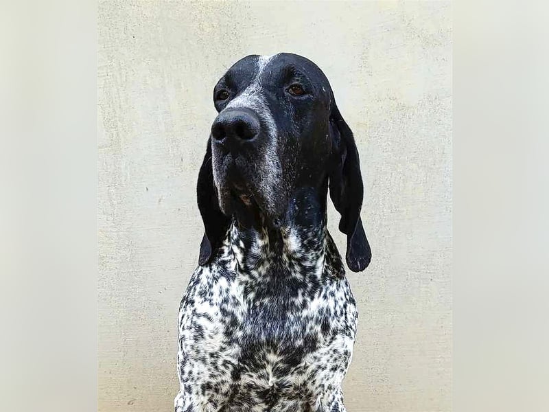 Braque d'Auvergne Rüden, Quintus