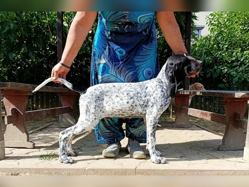 Braque d'Auvergne Rüden, Quintus