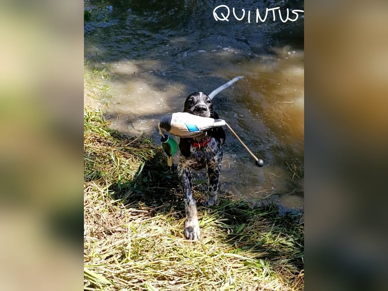 Braque d'Auvergne Rüden, Quintus