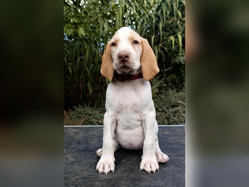 Braque d'Auvergne (Auvergne Vorstehhund) Welpe