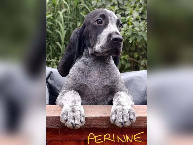 Braque d'Auvergne (Auvergne Vorstehhund) Welpe
