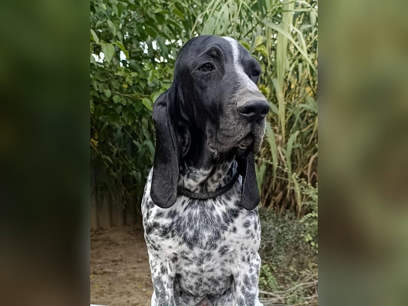 Braque d'Auvergne Rüden, Quintus
