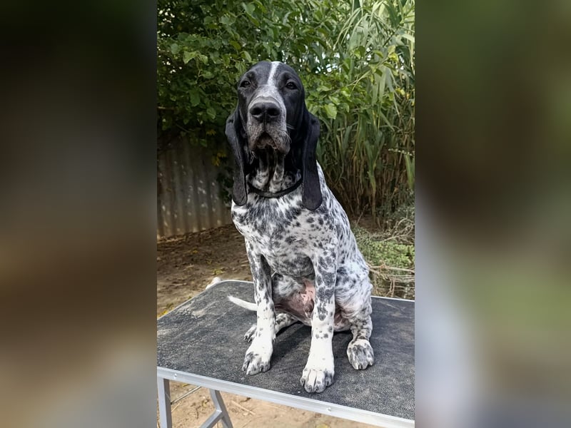 Braque d'Auvergne Rüden, Quintus