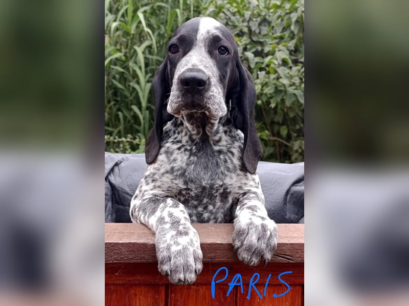 Braque d'Auvergne (Auvergne Vorstehhund) Welpe