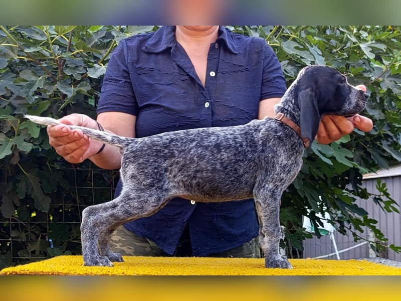 Braque d'Auvergne (Auvergne Vorstehhund) Welpe