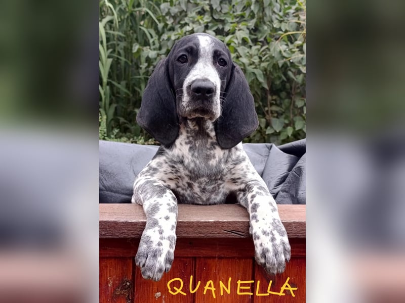 Braque d'Auvergne (Auvergne Vorstehhund) Welpe