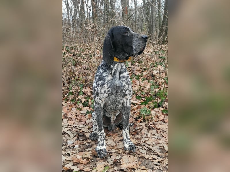 Braque d'Auvergne (Auvergne Vorstehhund) Welpe