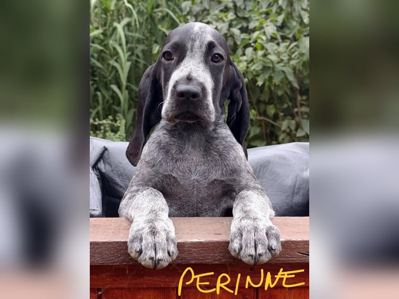 Braque d'Auvergne (Auvergne Vorstehhund) Welpe
