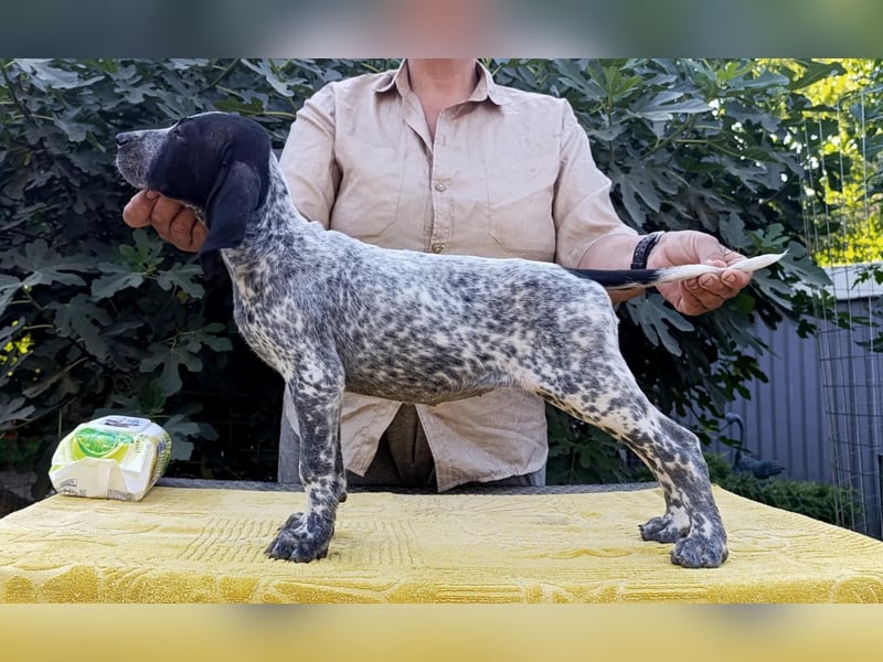 Braque d'Auvergne (Auvergne Vorstehhund) Welpe