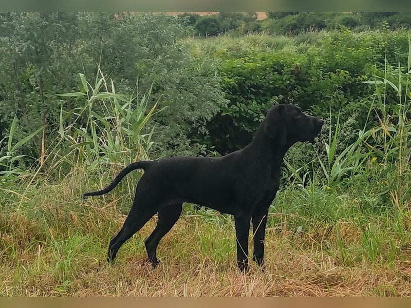 Braque d'Auvergne (Auvergne Vorstehhund) Welpe