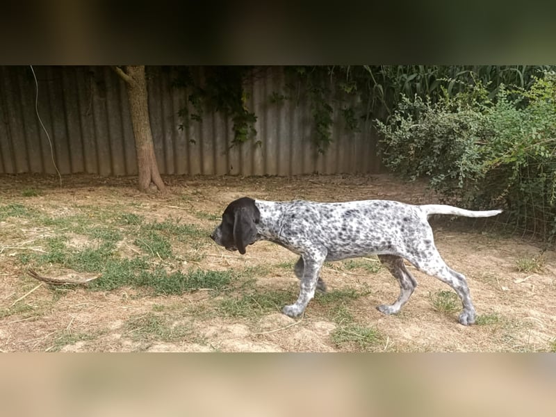 Braque d'Auvergne (Auvergne Vorstehhund) Welpe