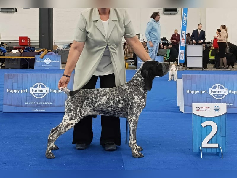 Braque d'Auvergne (Auvergne Vorstehhund) Welpe