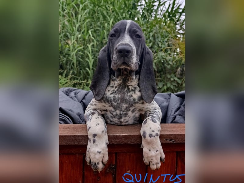 Braque d'Auvergne (Auvergne Vorstehhund) Welpe