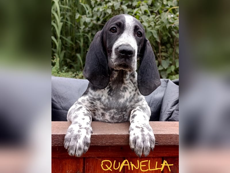 Braque d'Auvergne (Auvergne Vorstehhund) Welpe