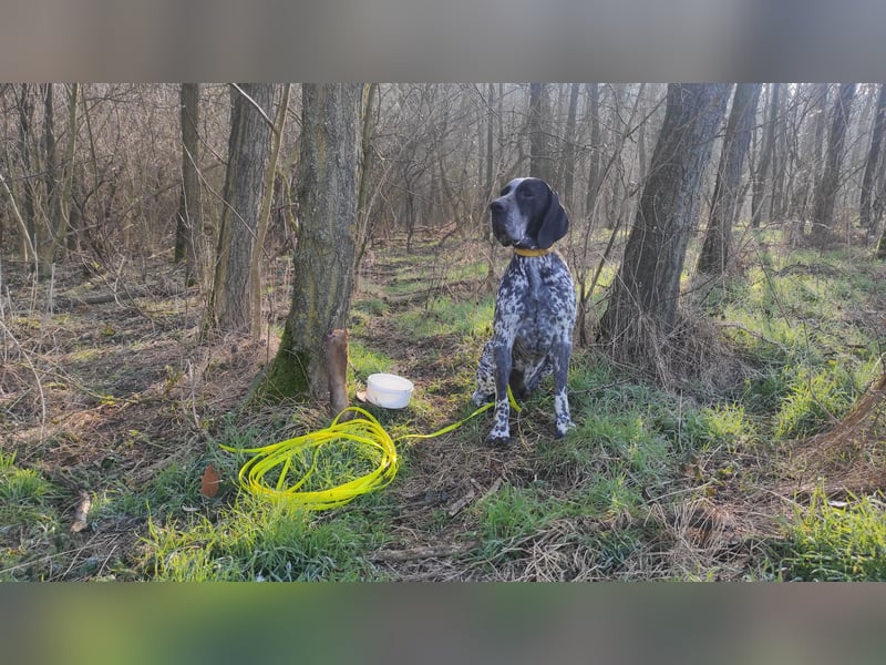 Braque d'Auvergne (Auvergne Vorstehhund) Welpe