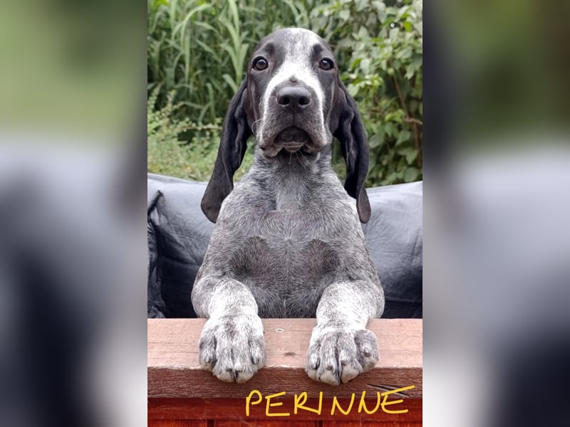 Braque d'Auvergne (Auvergne Vorstehhund) Welpe