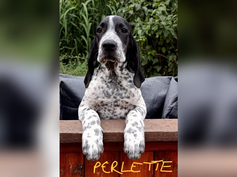 Braque d'Auvergne (Auvergne Vorstehhund) Welpe