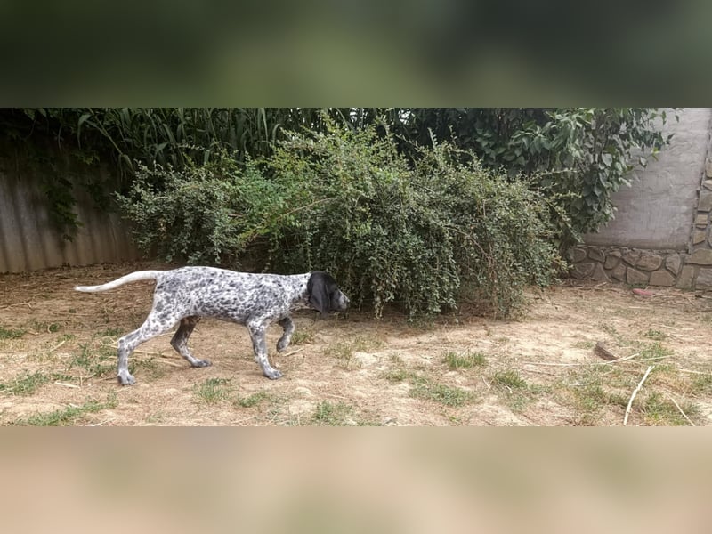 Braque d'Auvergne (Auvergne Vorstehhund) Welpe