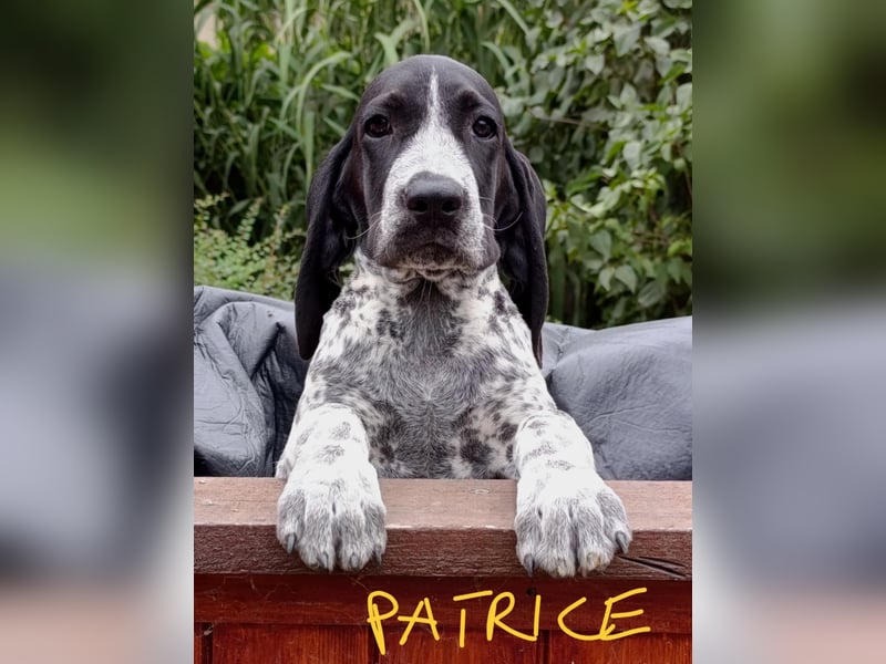 Braque d'Auvergne (Auvergne Vorstehhund) Welpe