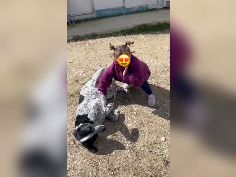 Wicca, eine katzenfreundliche Jagdhündin