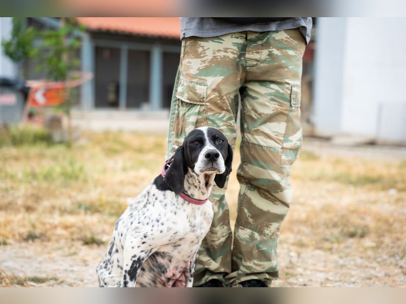 Janka - traurige See sucht liebevolles Zuhause