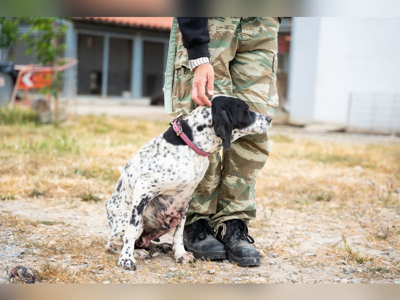 Janka - traurige See sucht liebevolles Zuhause