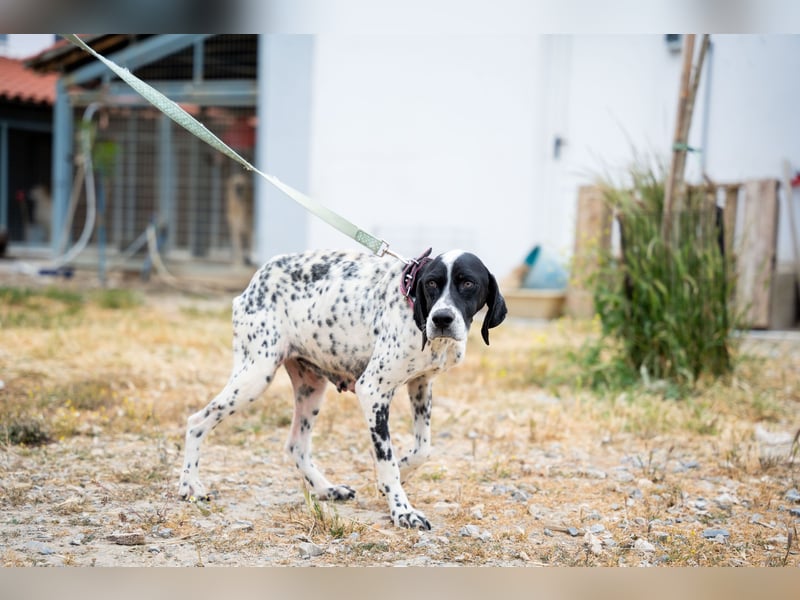 Janka - traurige See sucht liebevolles Zuhause
