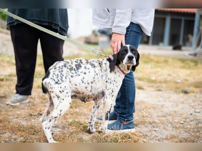 Janka - traurige See sucht liebevolles Zuhause