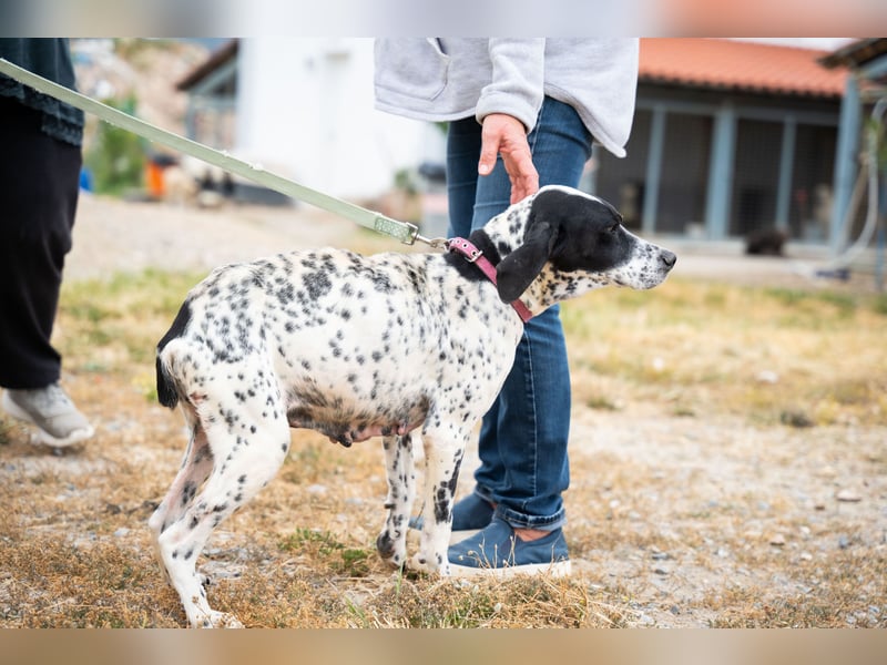 Janka - traurige See sucht liebevolles Zuhause