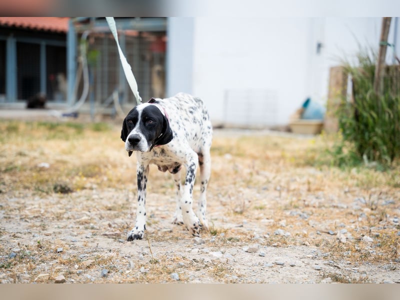 Janka - traurige See sucht liebevolles Zuhause