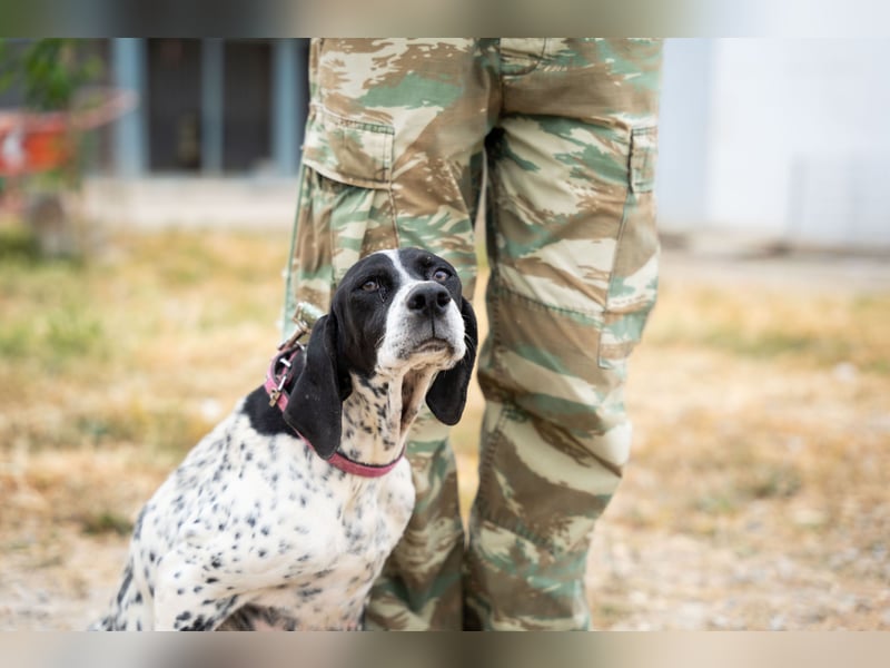 Janka - traurige See sucht liebevolles Zuhause