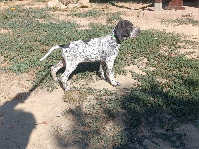 Braque d'Auvergne (Auvergne Vorstehhund) Welpe