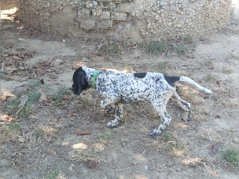 Braque d'Auvergne (Auvergne Vorstehhund) Welpe