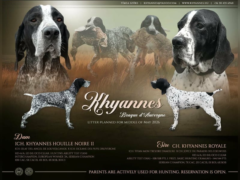 Braque d'Auvergne (Auvergne Vorstehhund) Welpe