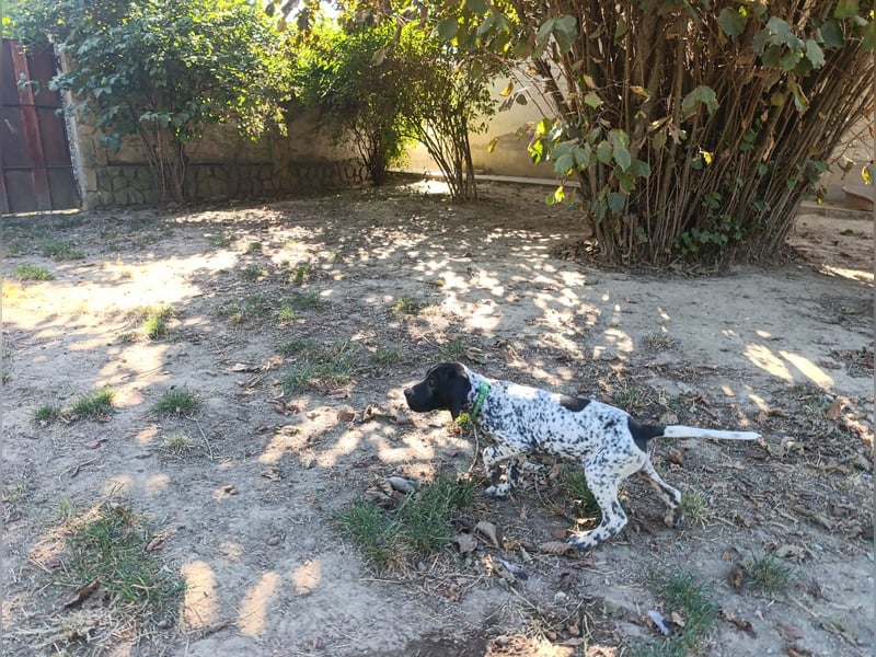 Braque d'Auvergne (Auvergne Vorstehhund) Welpe