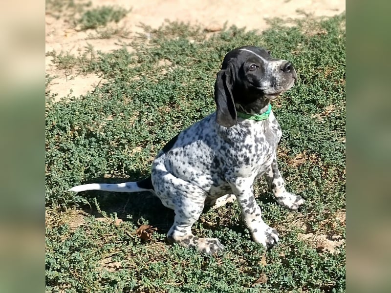Braque d'Auvergne (Auvergne Vorstehhund) Welpe