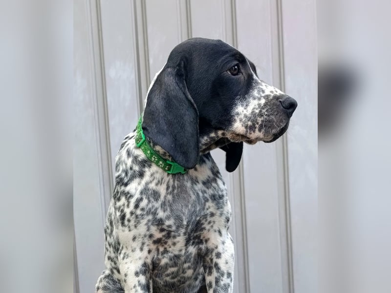 Braque d'Auvergne (Auvergne Vorstehhund) Welpe