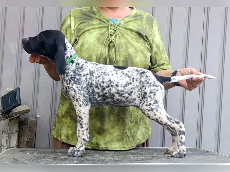 Braque d'Auvergne (Auvergne Vorstehhund) Welpe