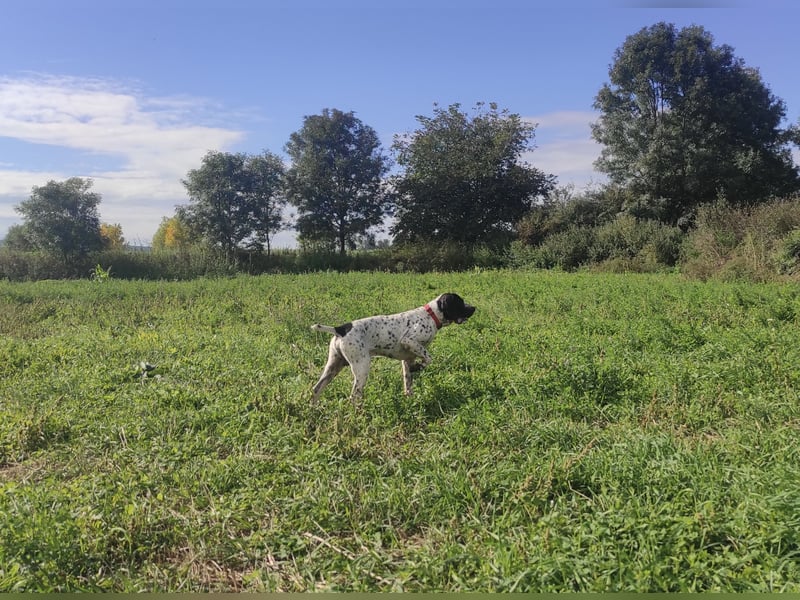 Braque d’Auvergne Welpen – FCI