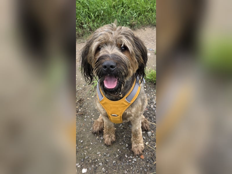 Briard Hündin 2 Jahre alt ♡