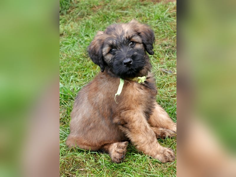 Wunderschöne fauve Briardwelpen aus VDH Zucht